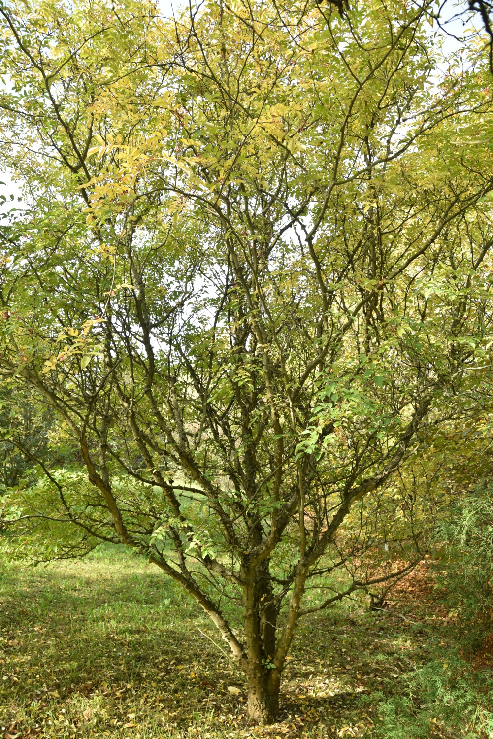 simulans Zanthoxylum