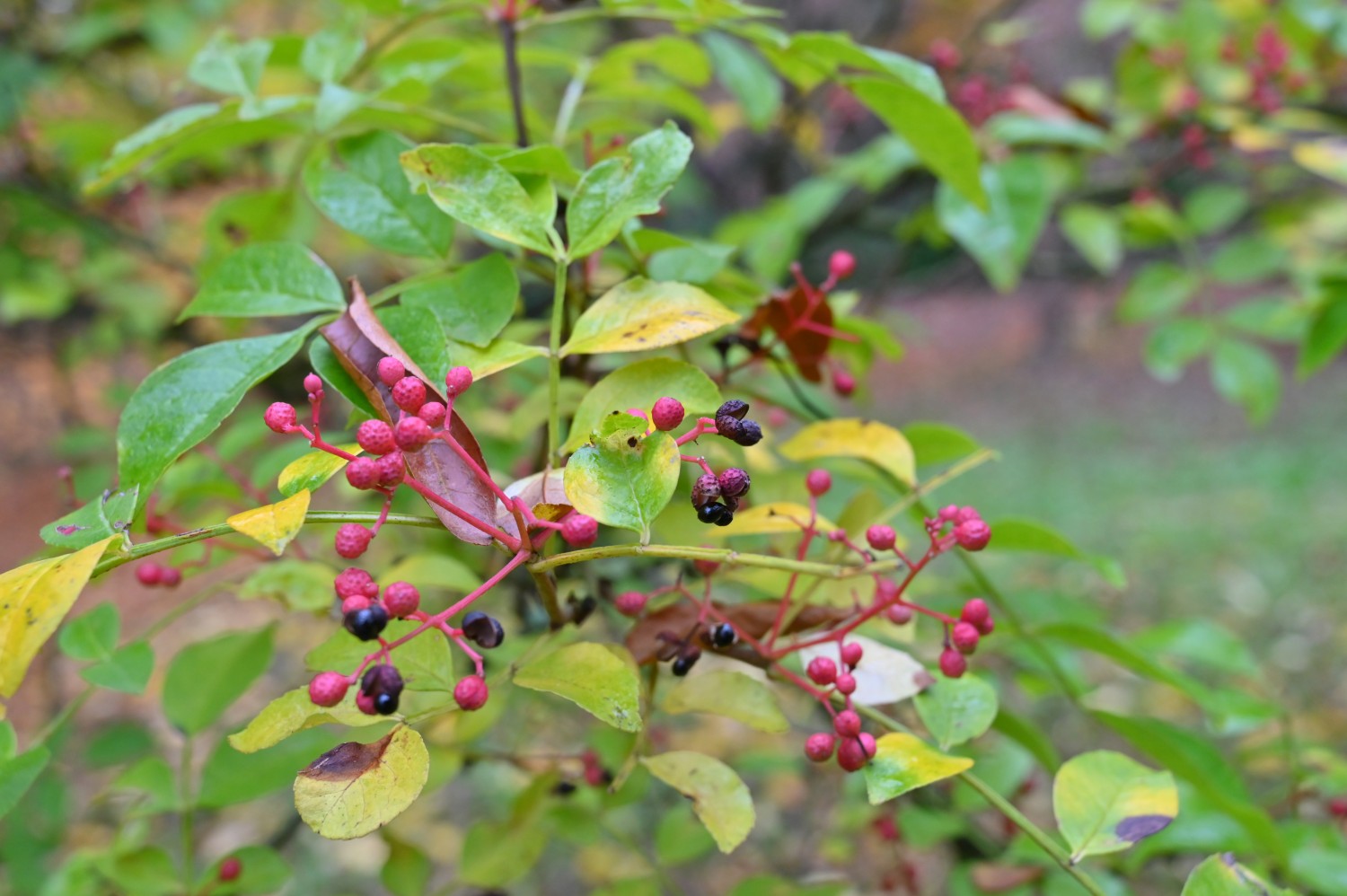 Zanthoxylum simulans - Frankfurt St. Georgen - November 2024