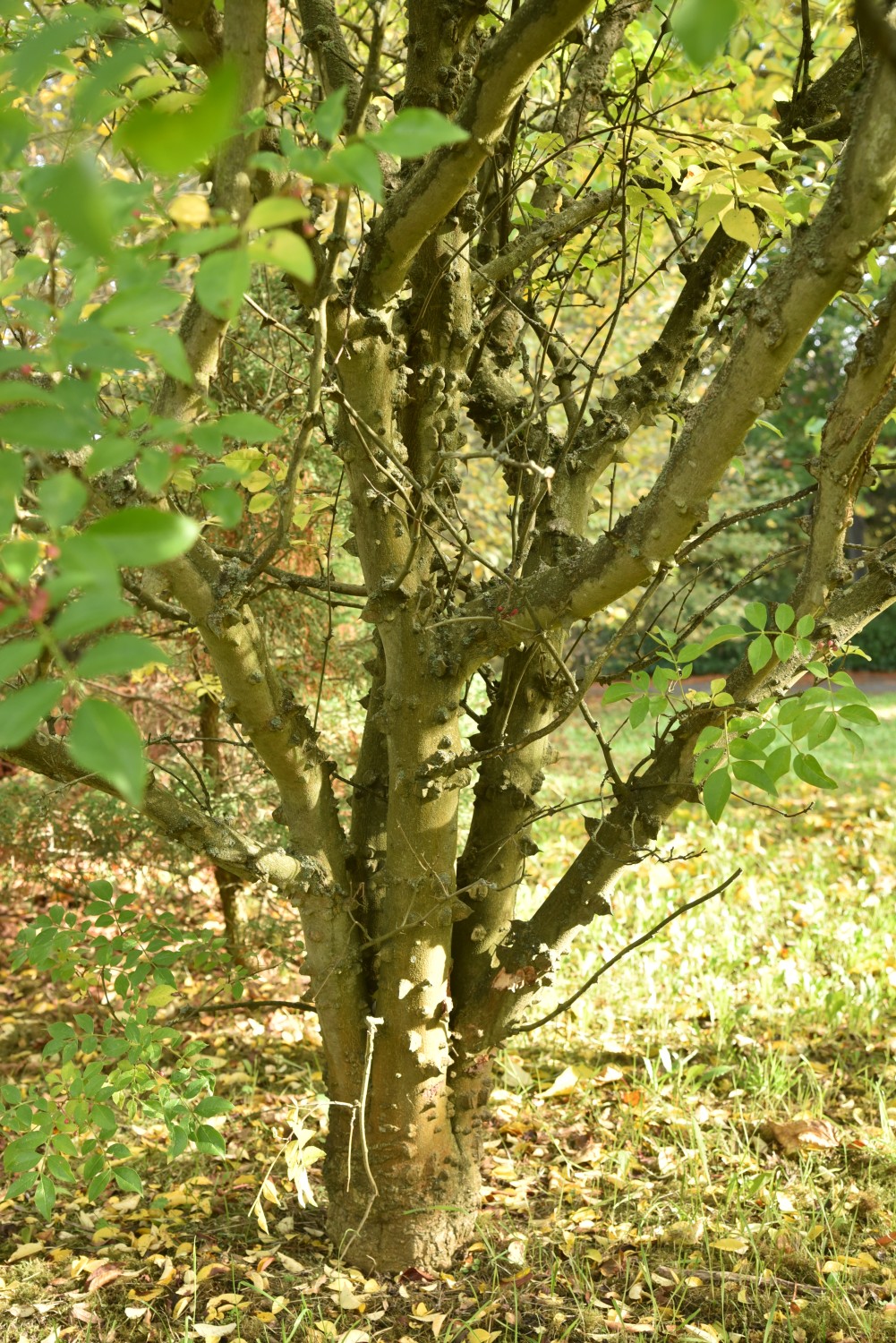 Zanthoxylum simulans - Frankfurt St. Georgen - Oktober 2019
