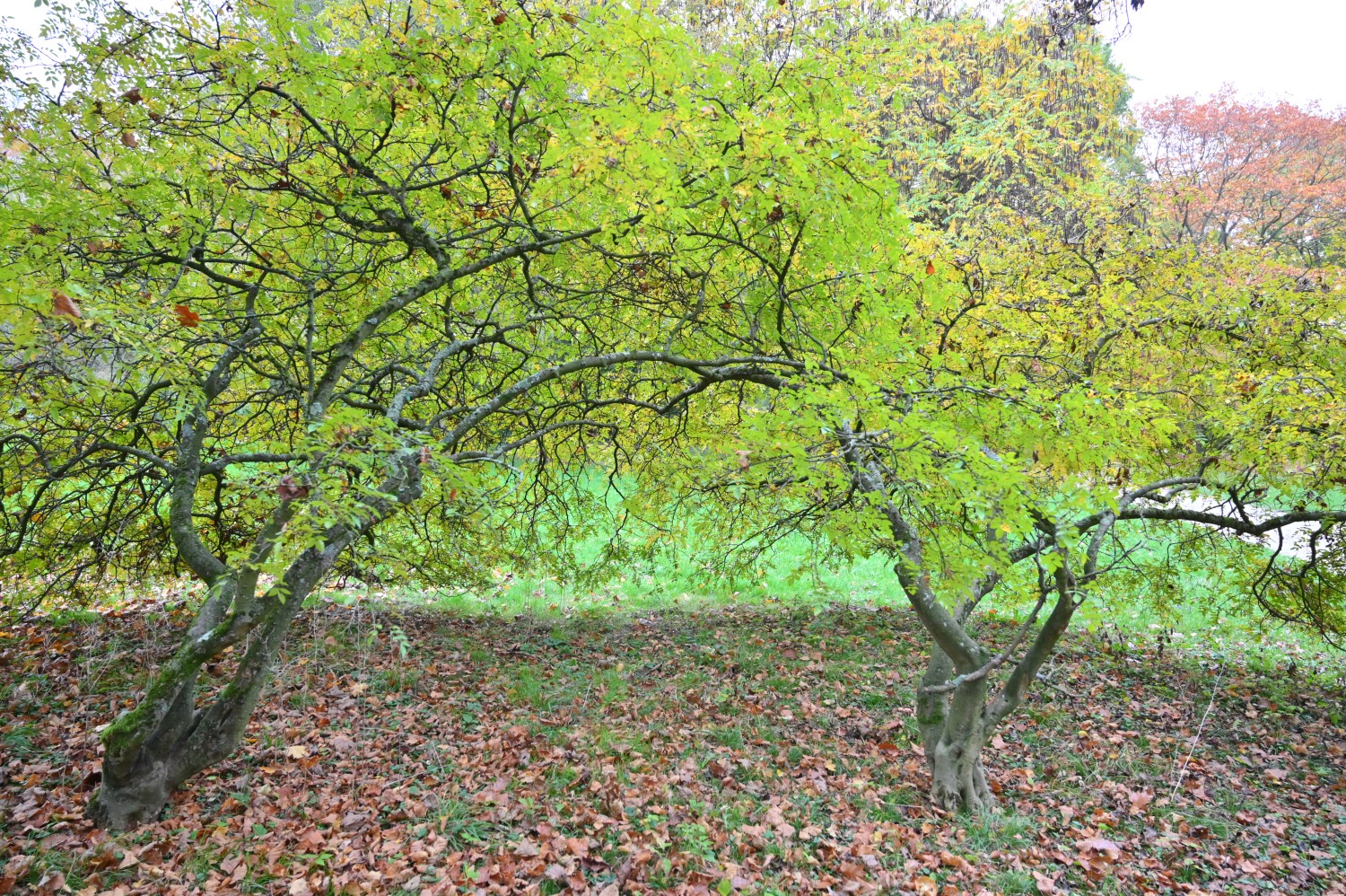 simulans Zanthoxylum