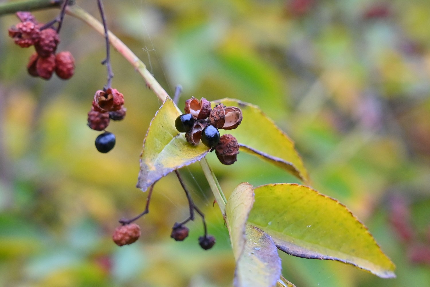 Zanthoxylum simulans - Frankfurt, Grüneburgpark - November 2024