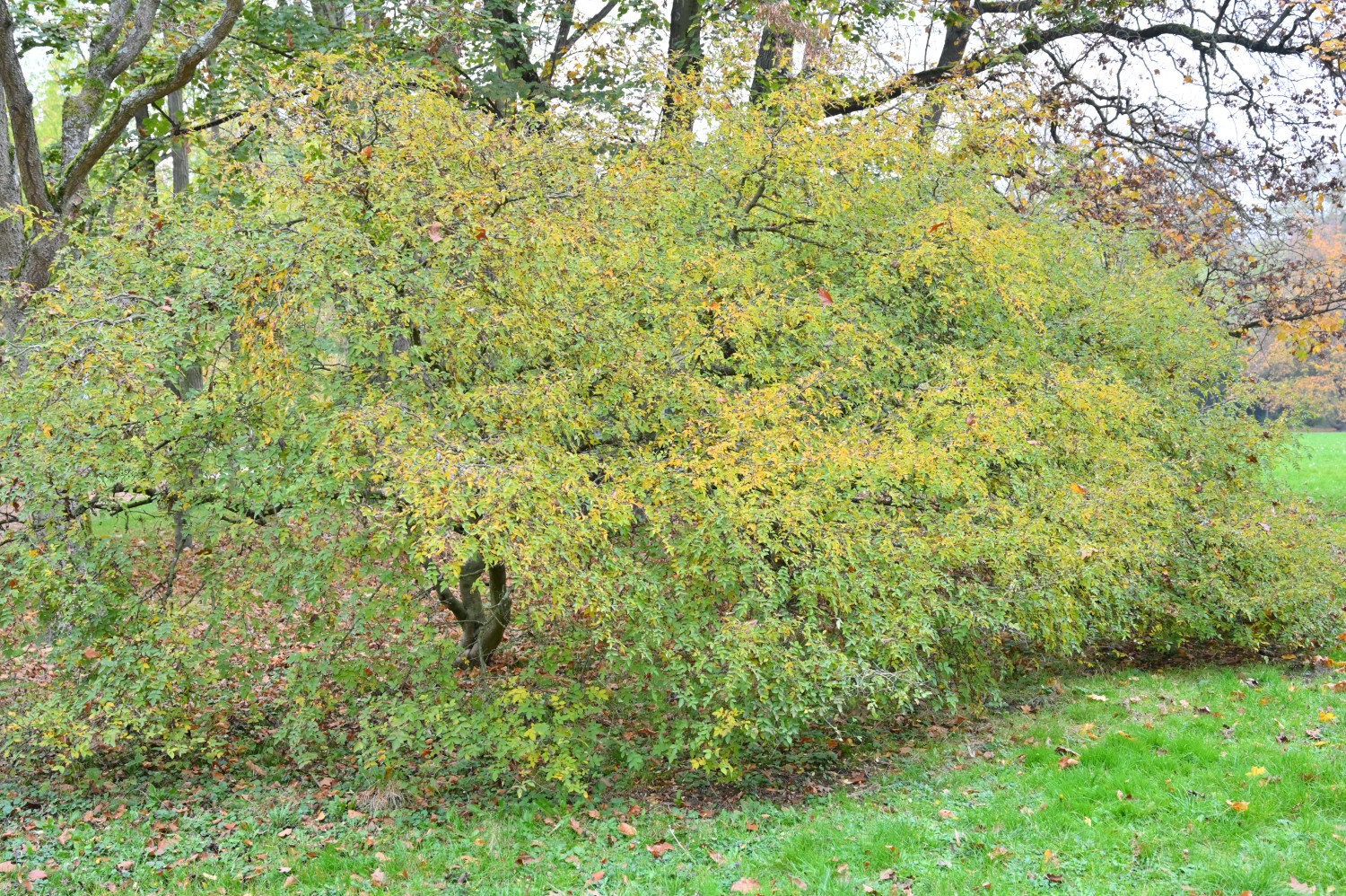 Zanthoxylum simulans - Frankfurt, Grüneburgpark - November 2024