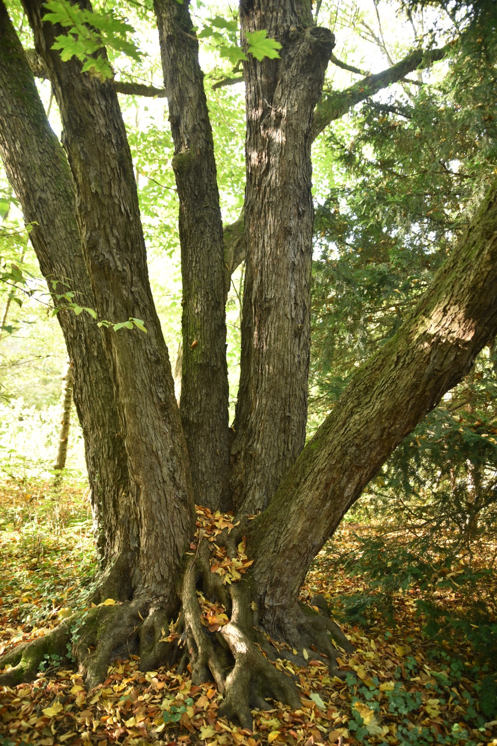 carpinifolia Ostrya