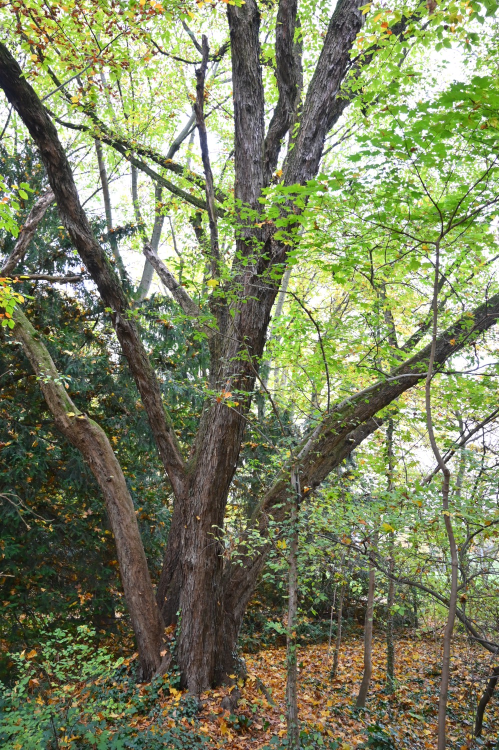 Ostrya carpinifolia - Frankfurt, Grüneburgpark - November 2024