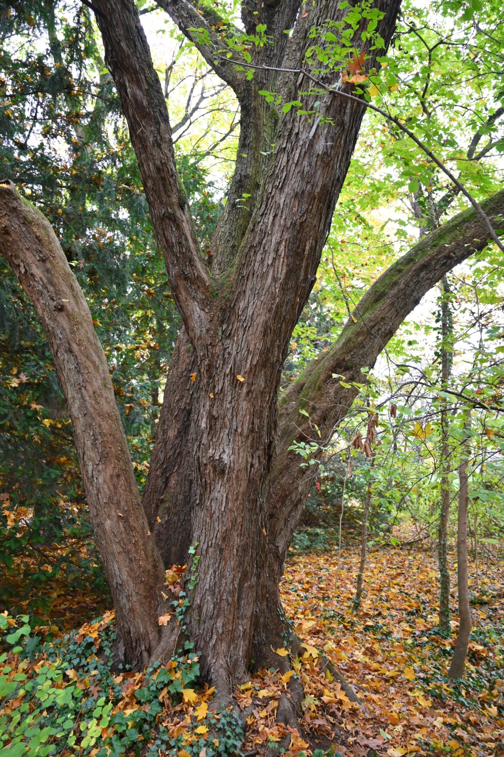 Ostrya carpinifolia - Frankfurt, Grüneburgpark - November 2024