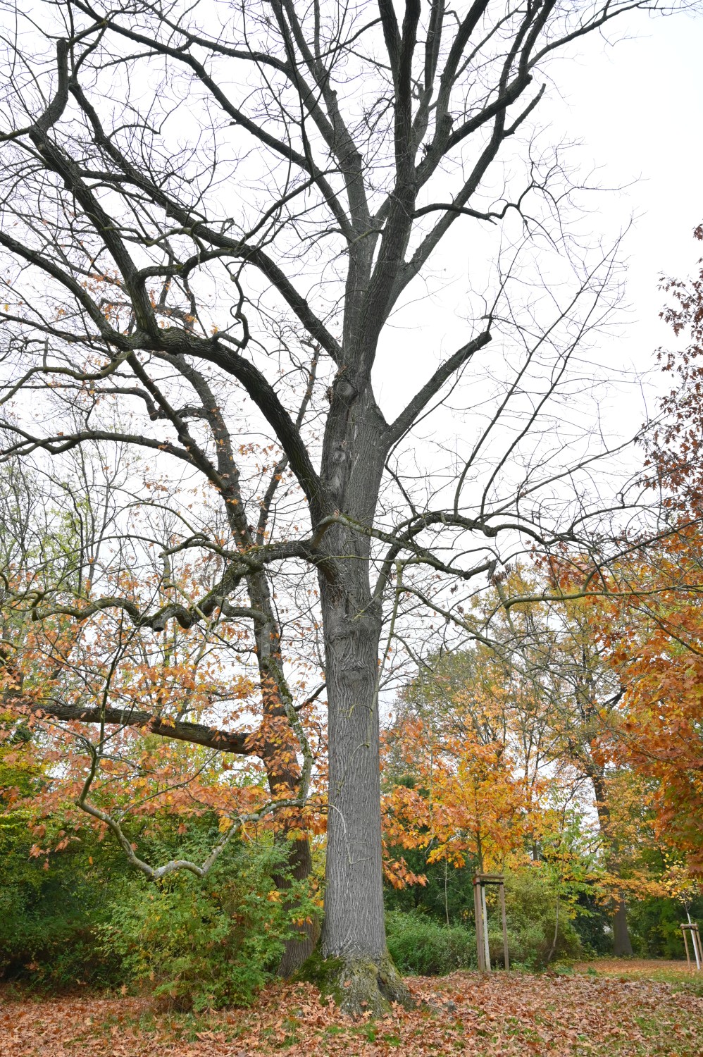 americana Fraxinus