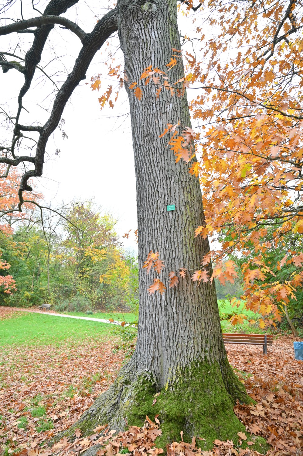 Fraxinus americana - Frankfurt, Grüneburgpark - November 2024