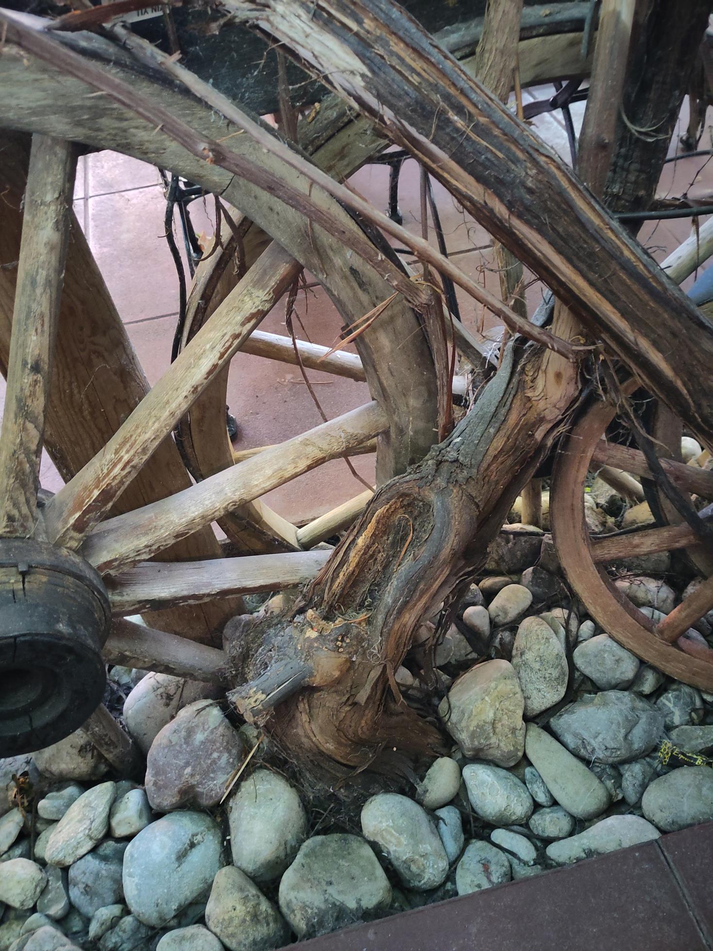 Vitis vinifera 'Isabella' - Markelsheim - August 2024