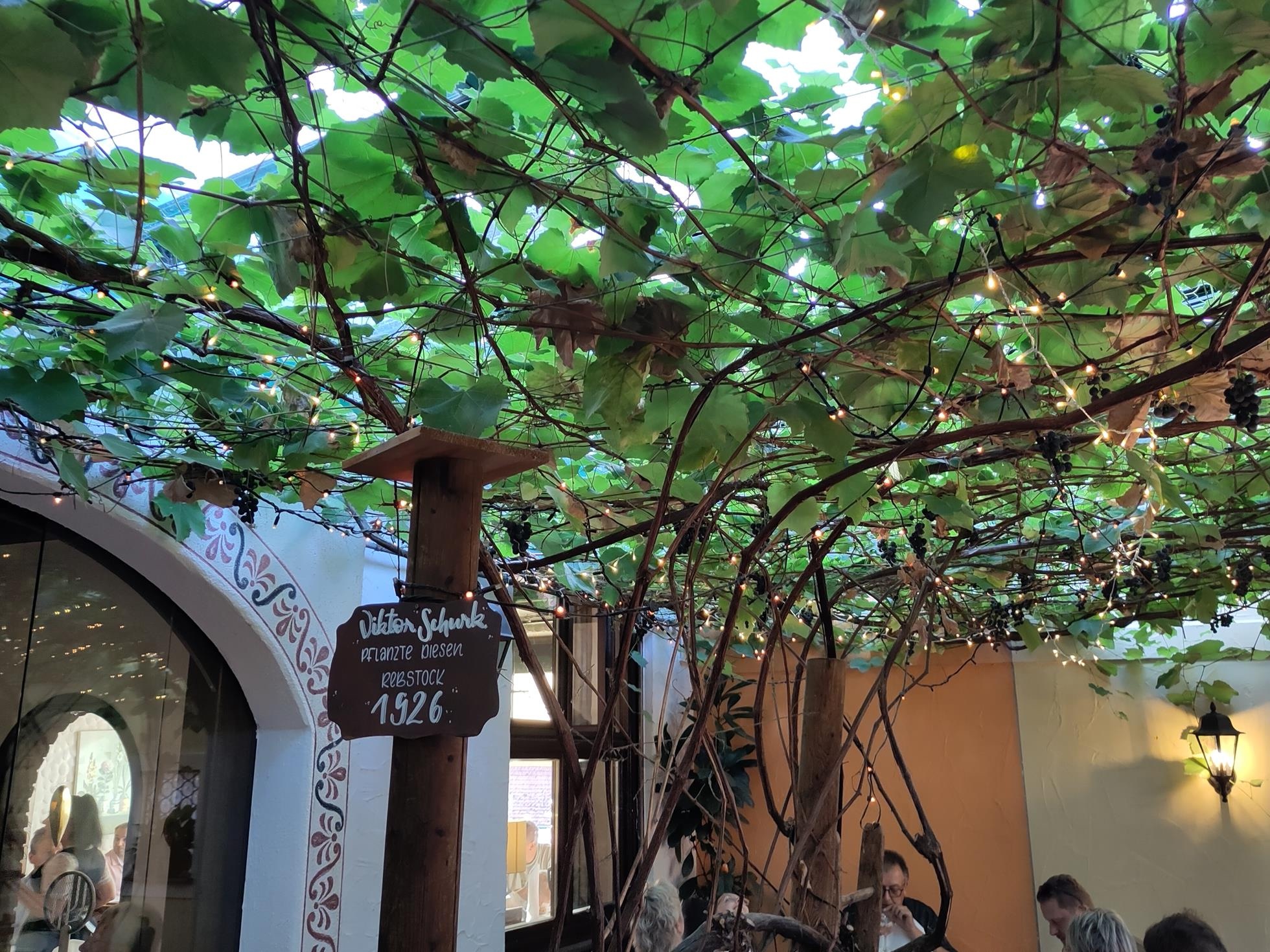 Vitis vinifera 'Isabella' - Markelsheim - August 2024