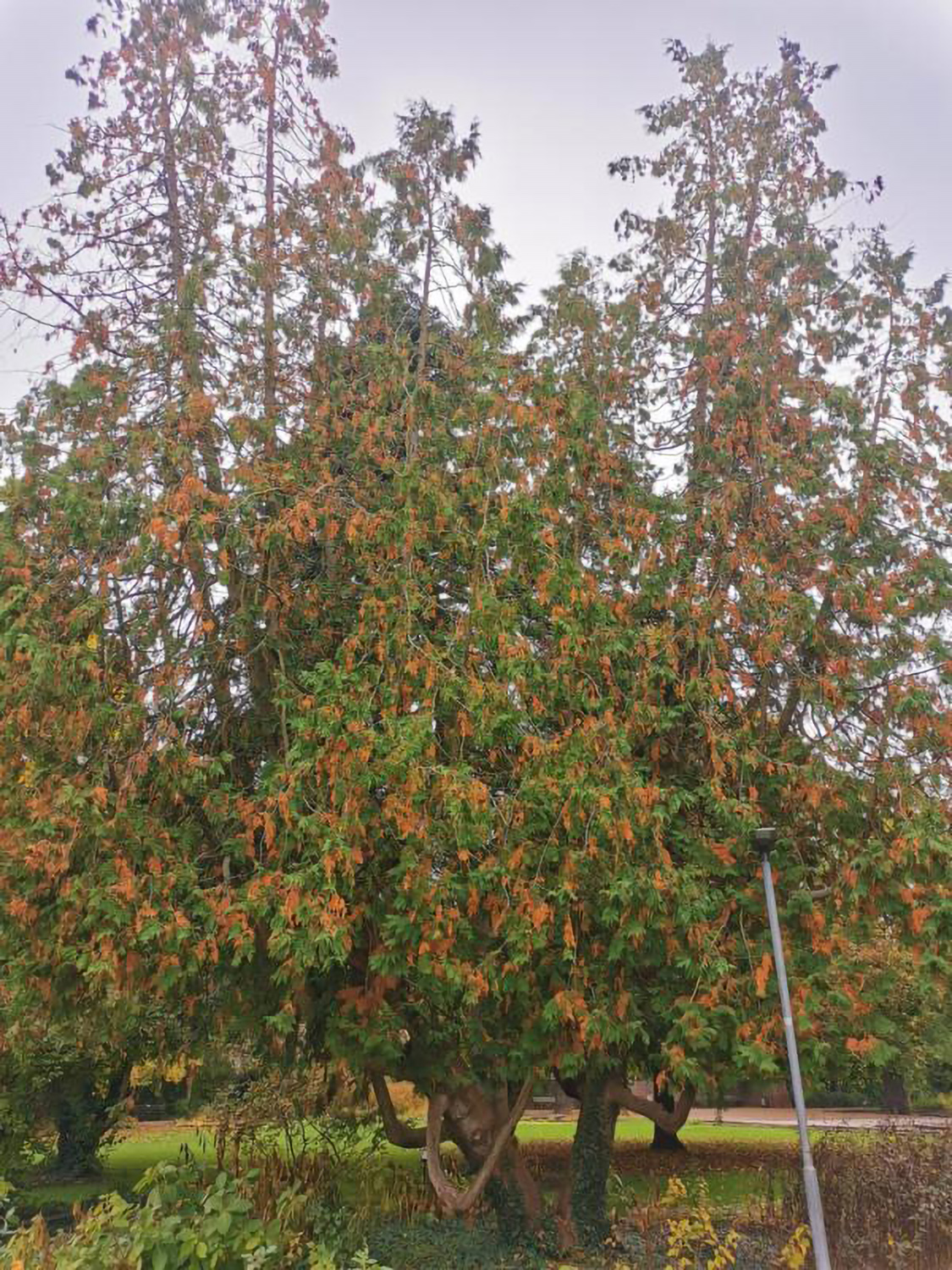 occidentalis Thuja