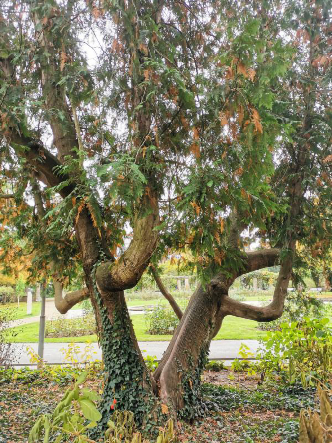 Thuja occidentalis - Fürth - Oktober 2024