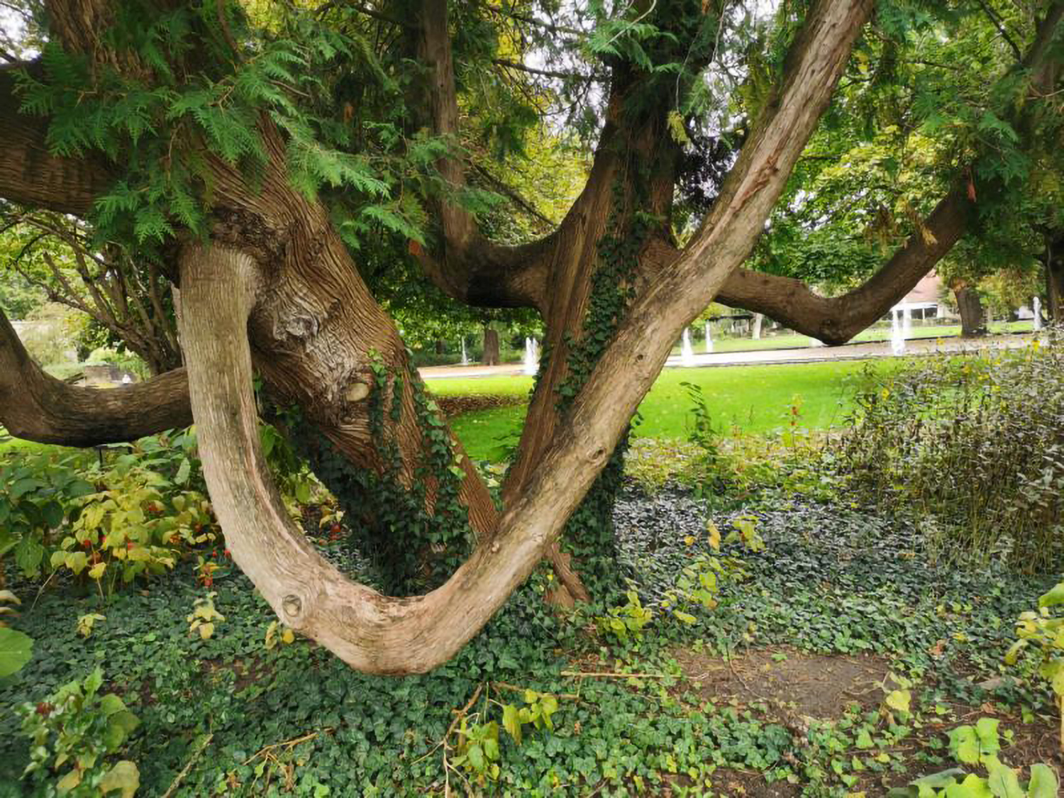 Thuja occidentalis - Fürth - Oktober 2024