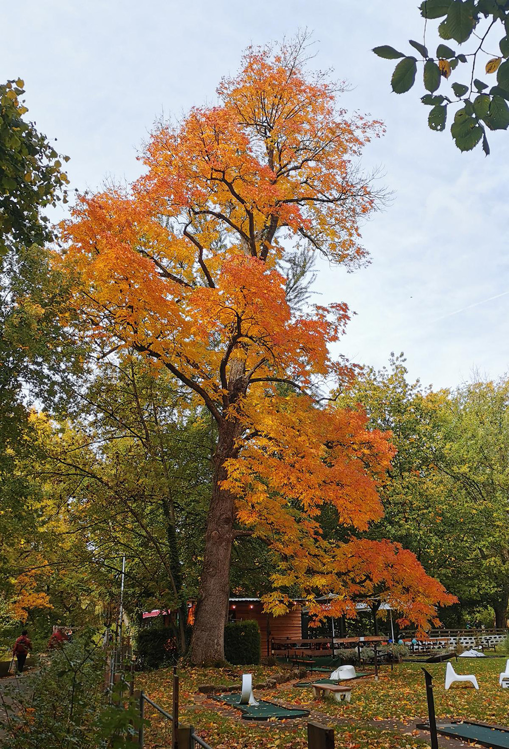americana Fraxinus