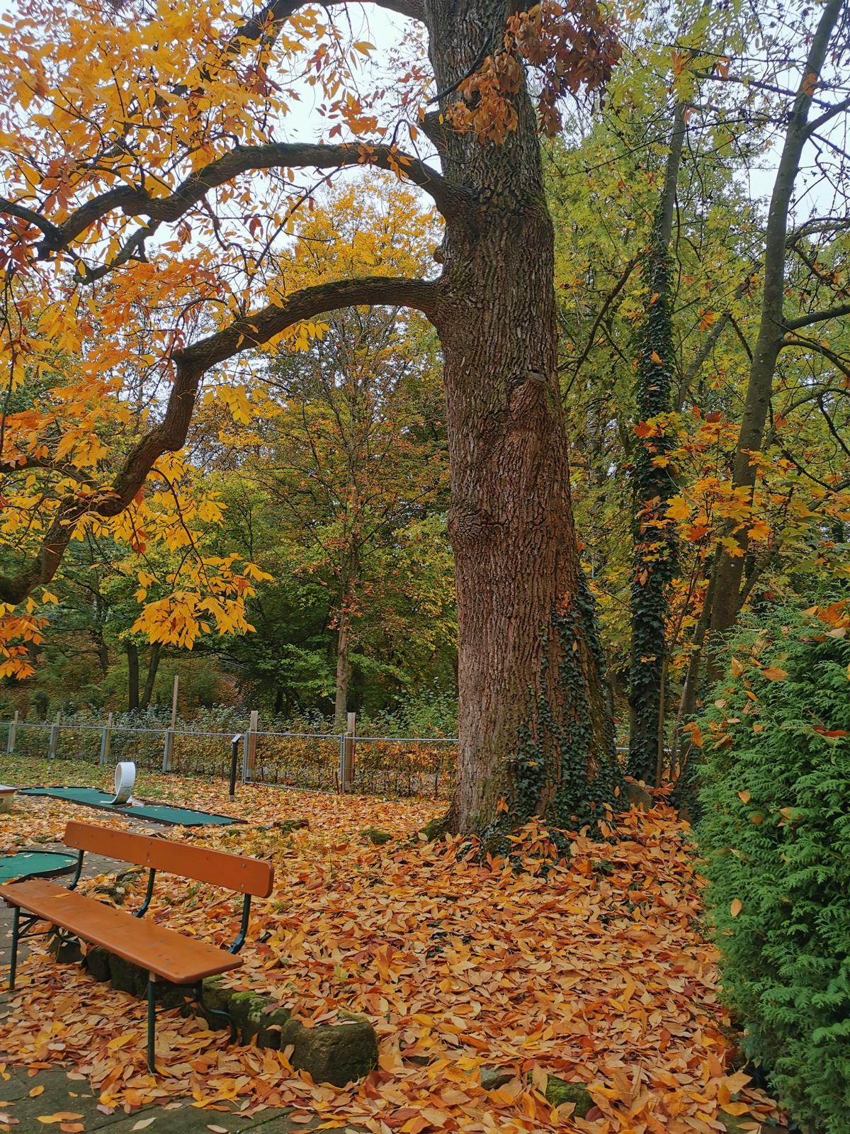 Fraxinus americana - Fürth - Oktober 2024