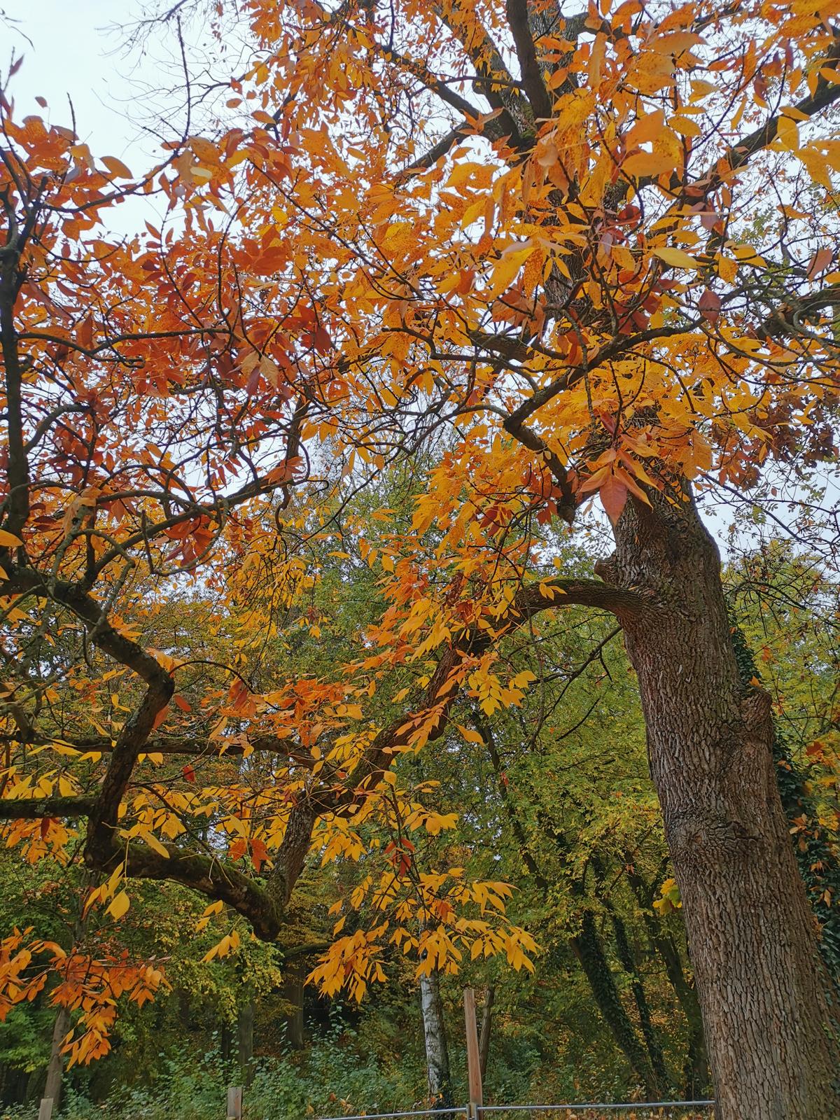Fraxinus americana - Fürth - Oktober 2024