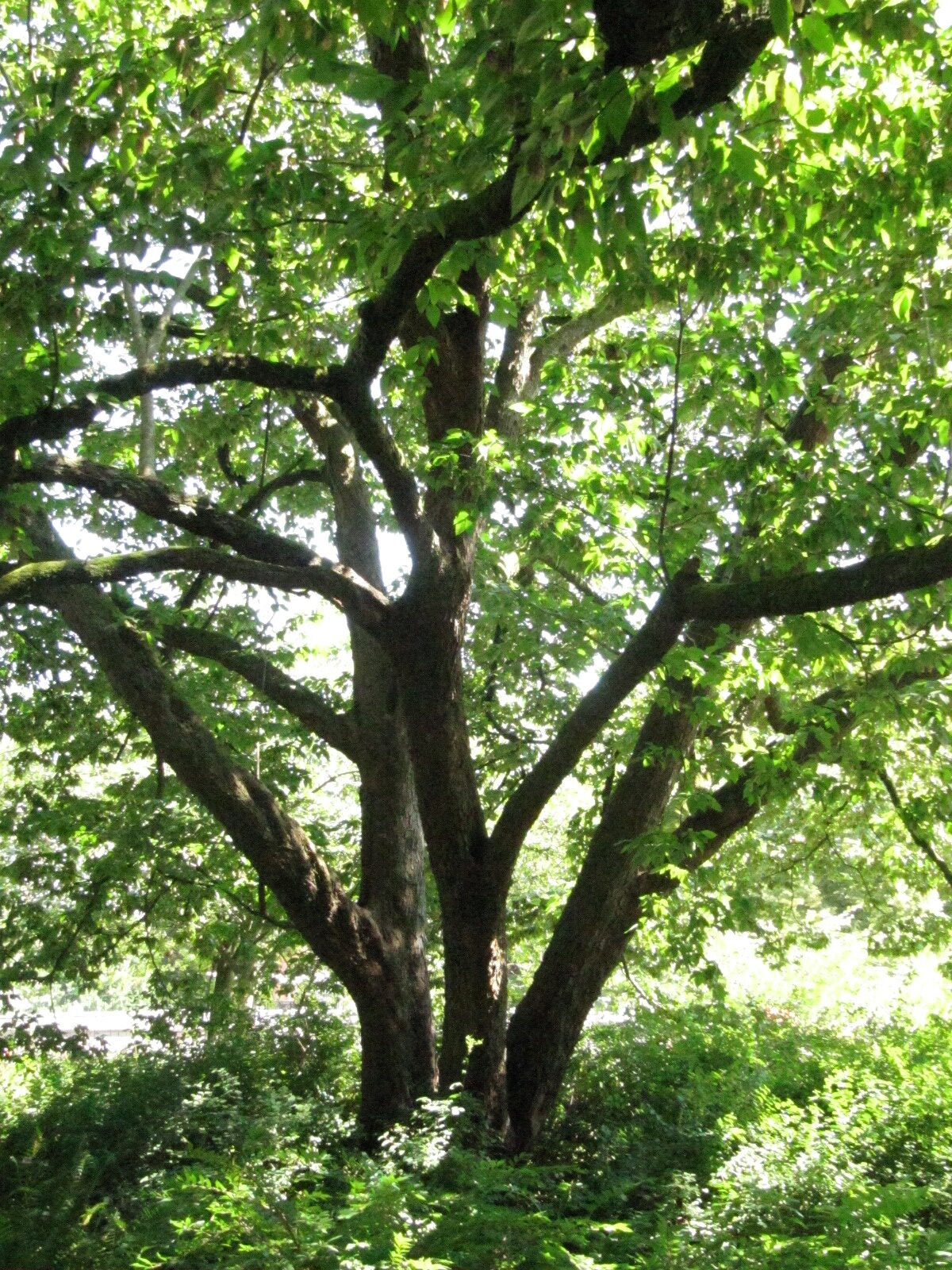 carpinifolia Ostrya