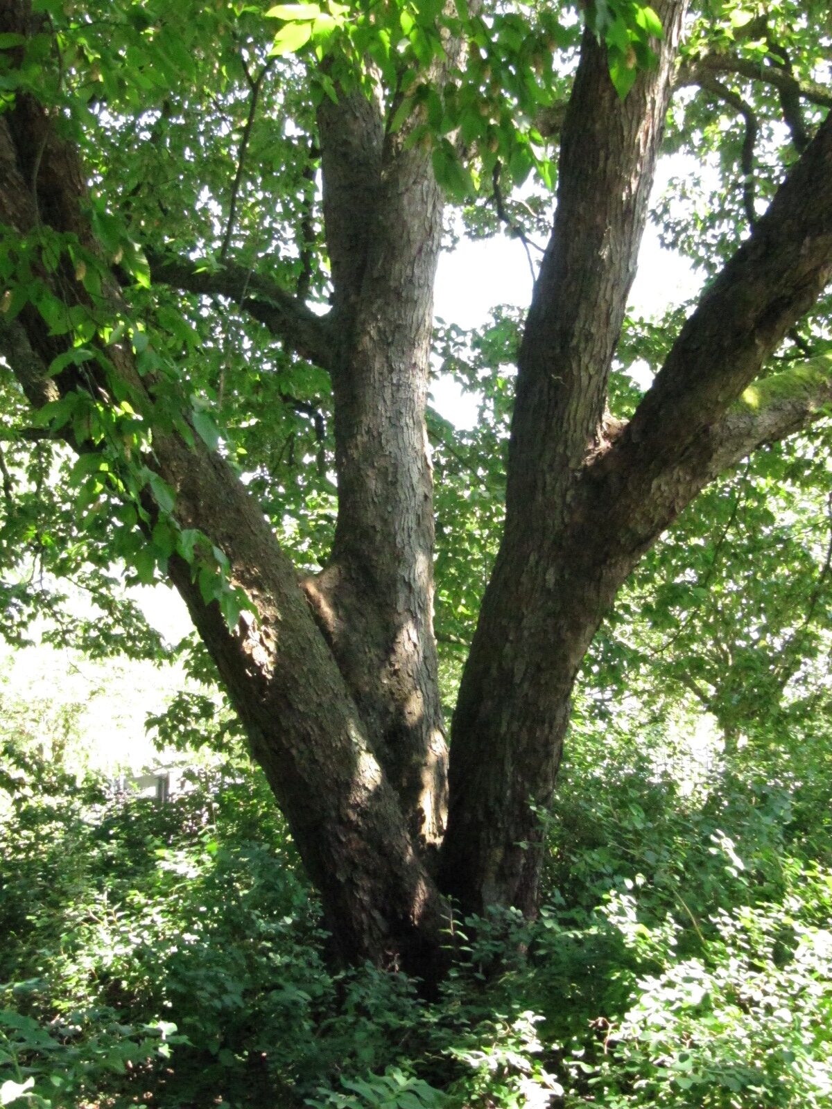 Ostrya carpinifolia - Hamburg, Alter Bot. Garten - Juli 2024
