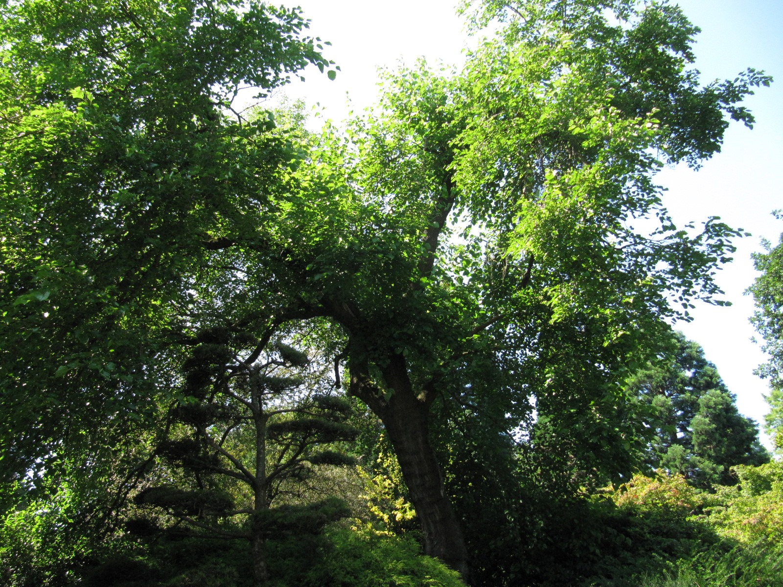 Morus alba - Hamburg, Alter Bot. Garten - Juli 2024