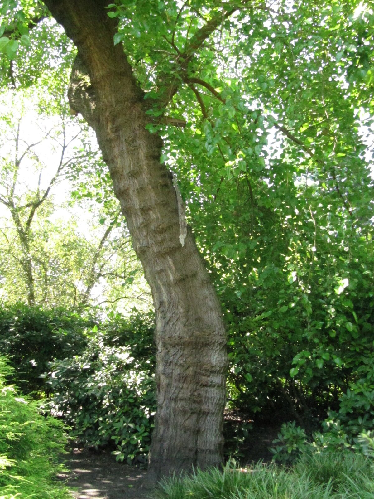 Morus alba - Hamburg, Alter Bot. Garten - Juli 2024
