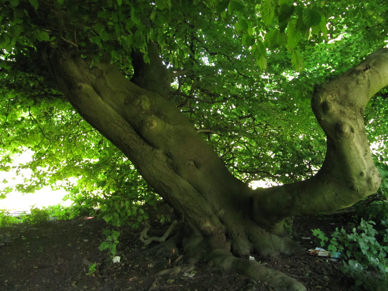 Fagus sylvatica var. suentelensis