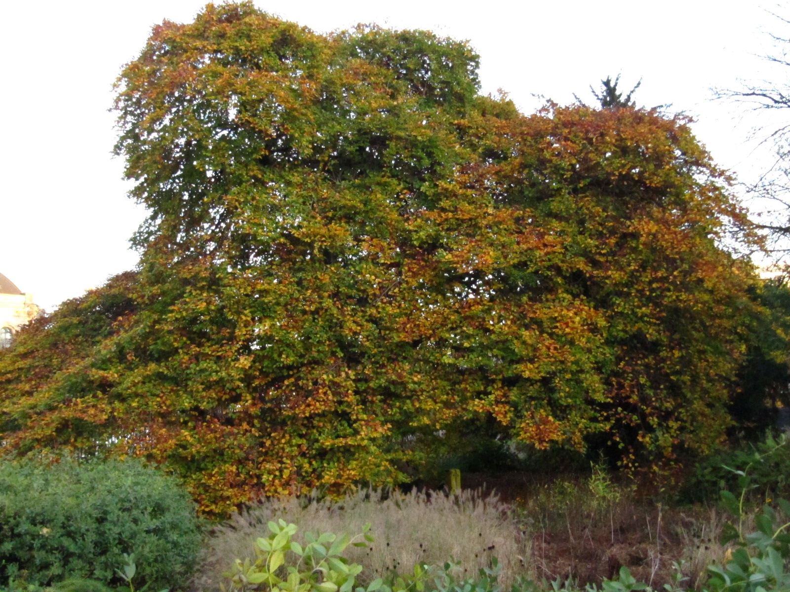 Fagus sylvatica var. suentelensis - Hamburg, Alter Bot. Garten - Juli 2024