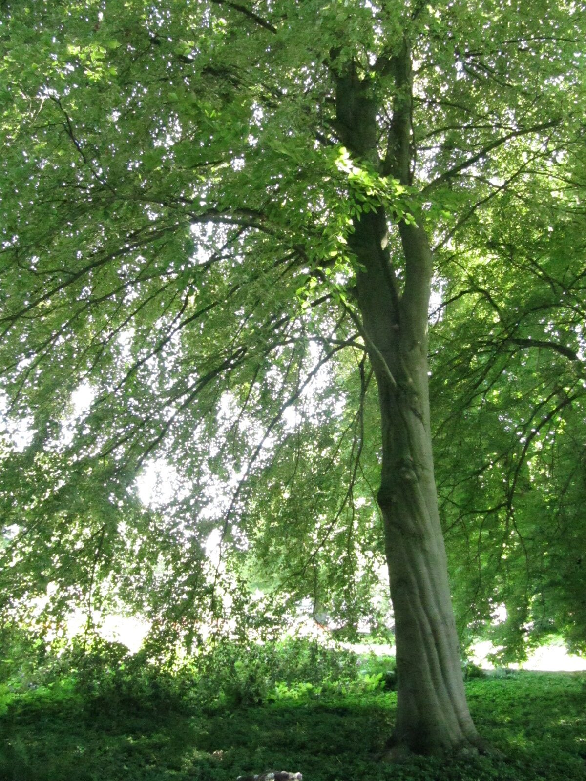 'Purpurea Tricolor' Fagus sylvatica