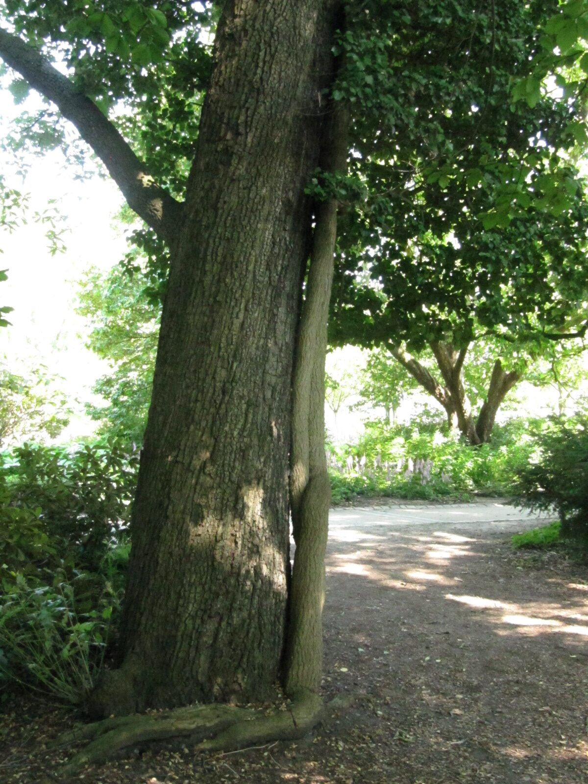 frainetto Quercus