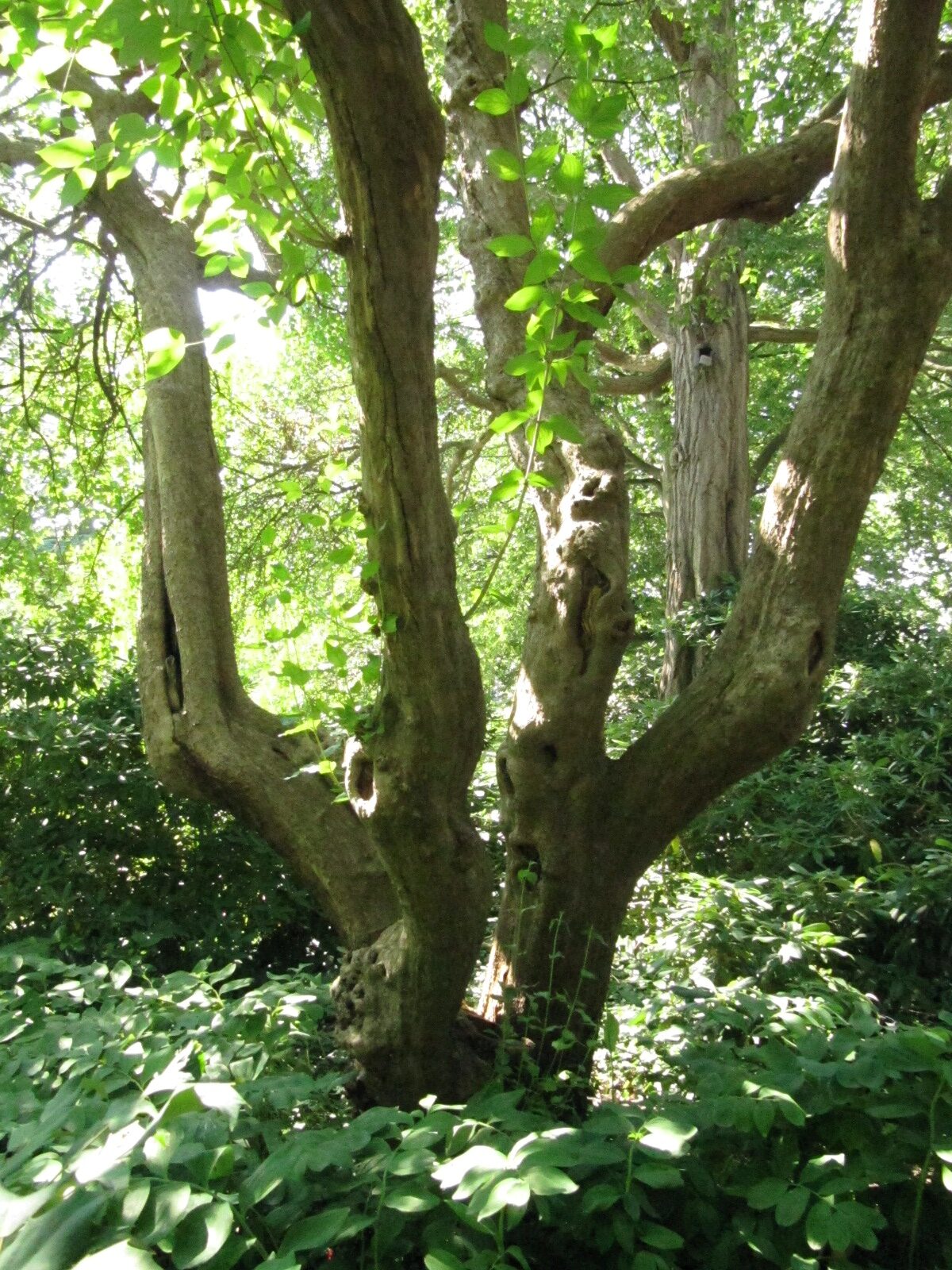 Cornus mas