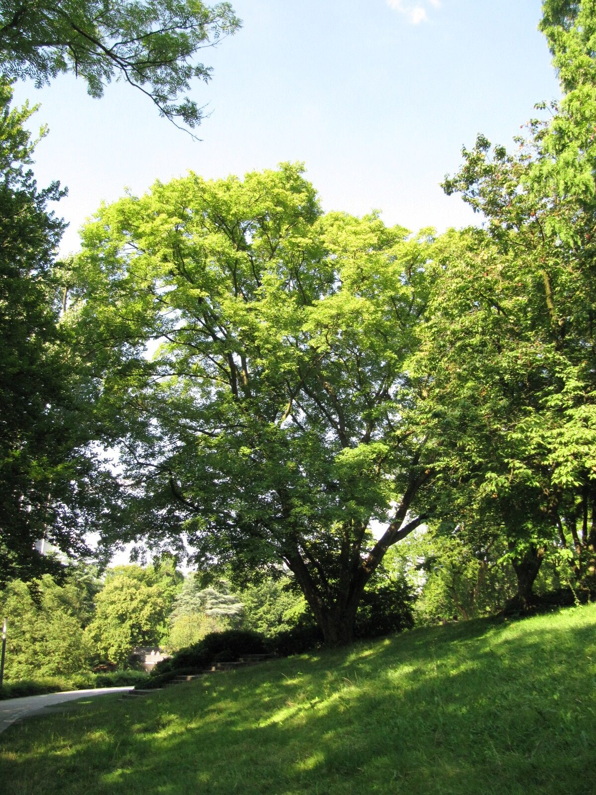 Acer cappadocicum