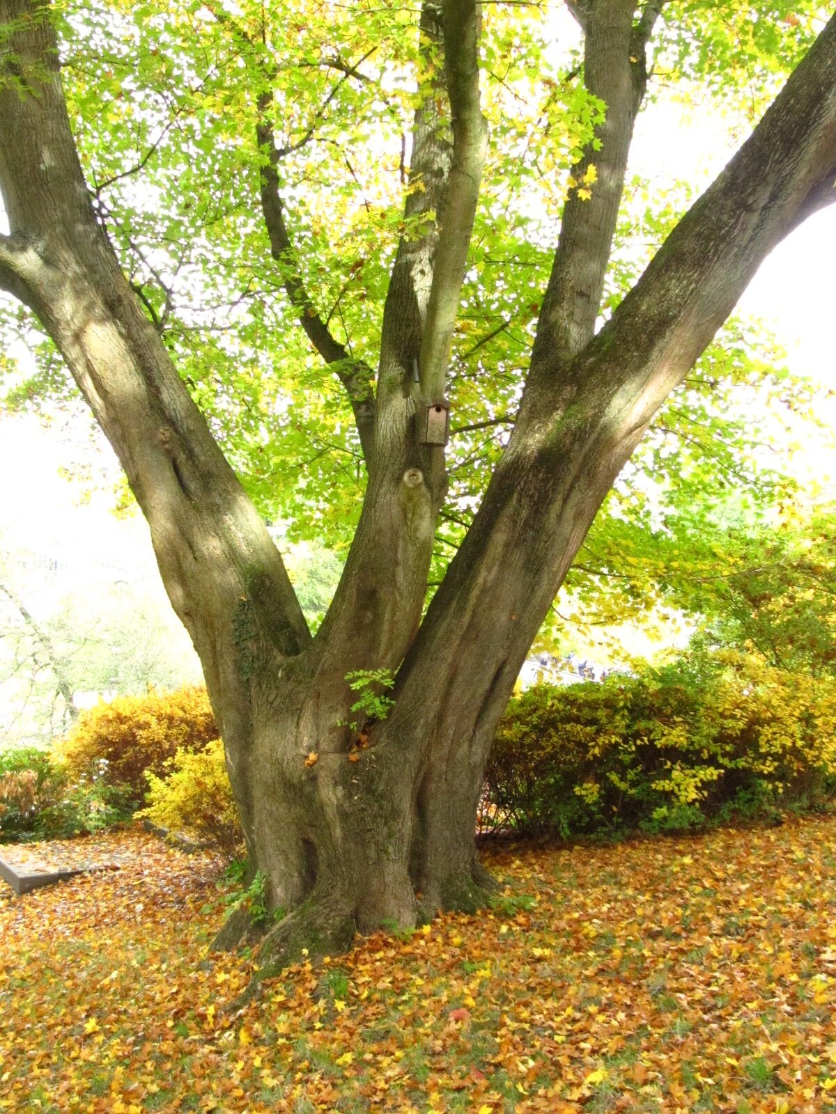 Acer cappadocicum - Alter Bot. Garten Hamburg - Okt. 2024