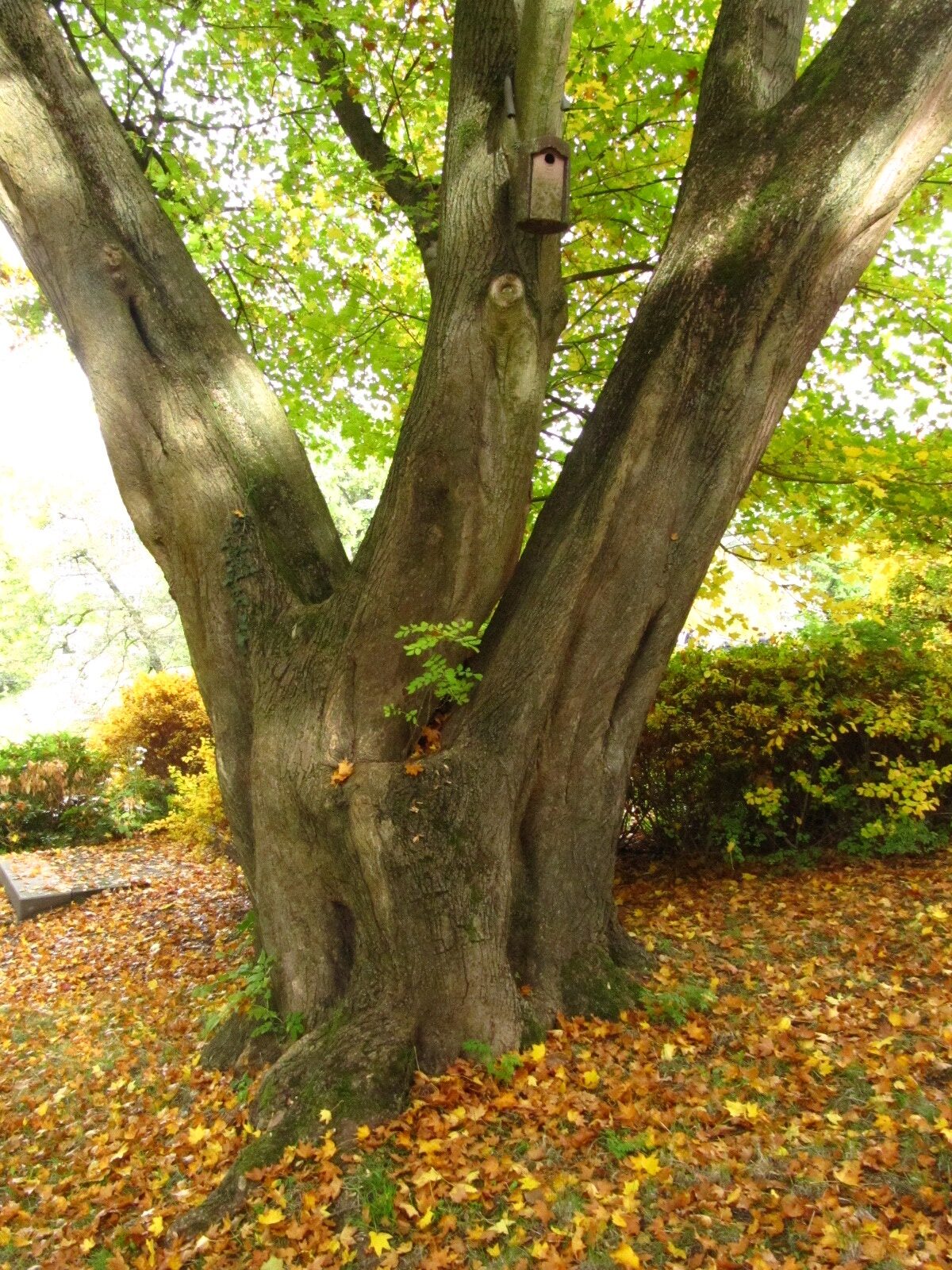 Acer cappadocicum - Alter Bot. Garten Hamburg - Okt. 2024