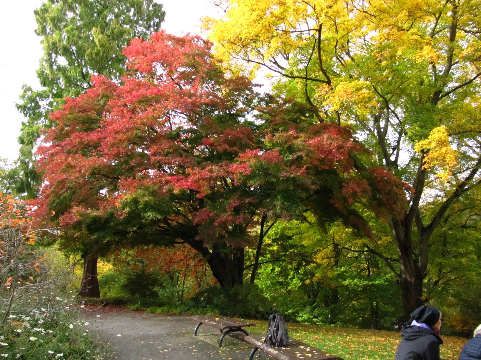 Acer palmatum