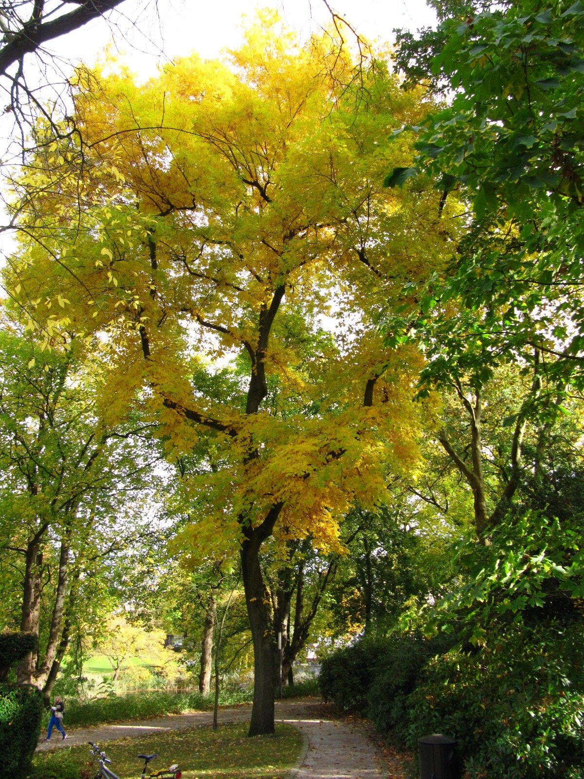 Carya cordiformis