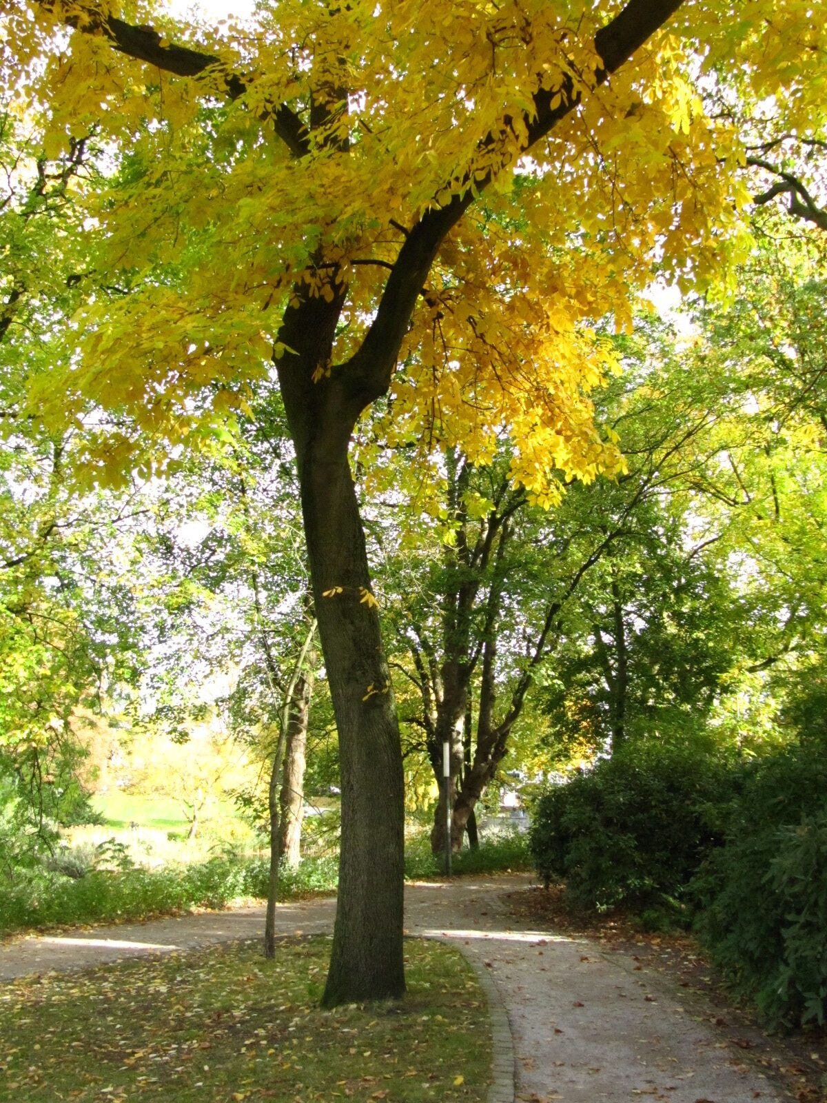 Carya cordiformis - Hamburg, Alter Bot. Garten - Okt.2024
