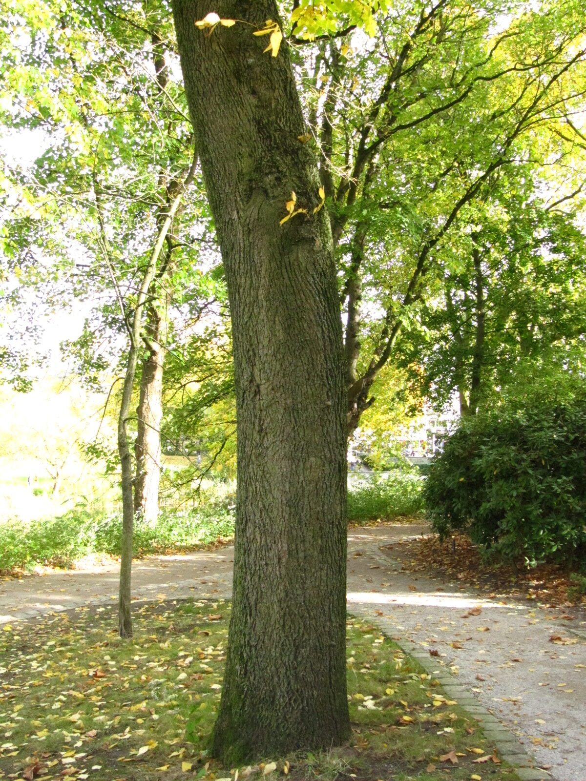 Carya cordiformis - Hamburg, Alter Bot. Garten - Okt.2024