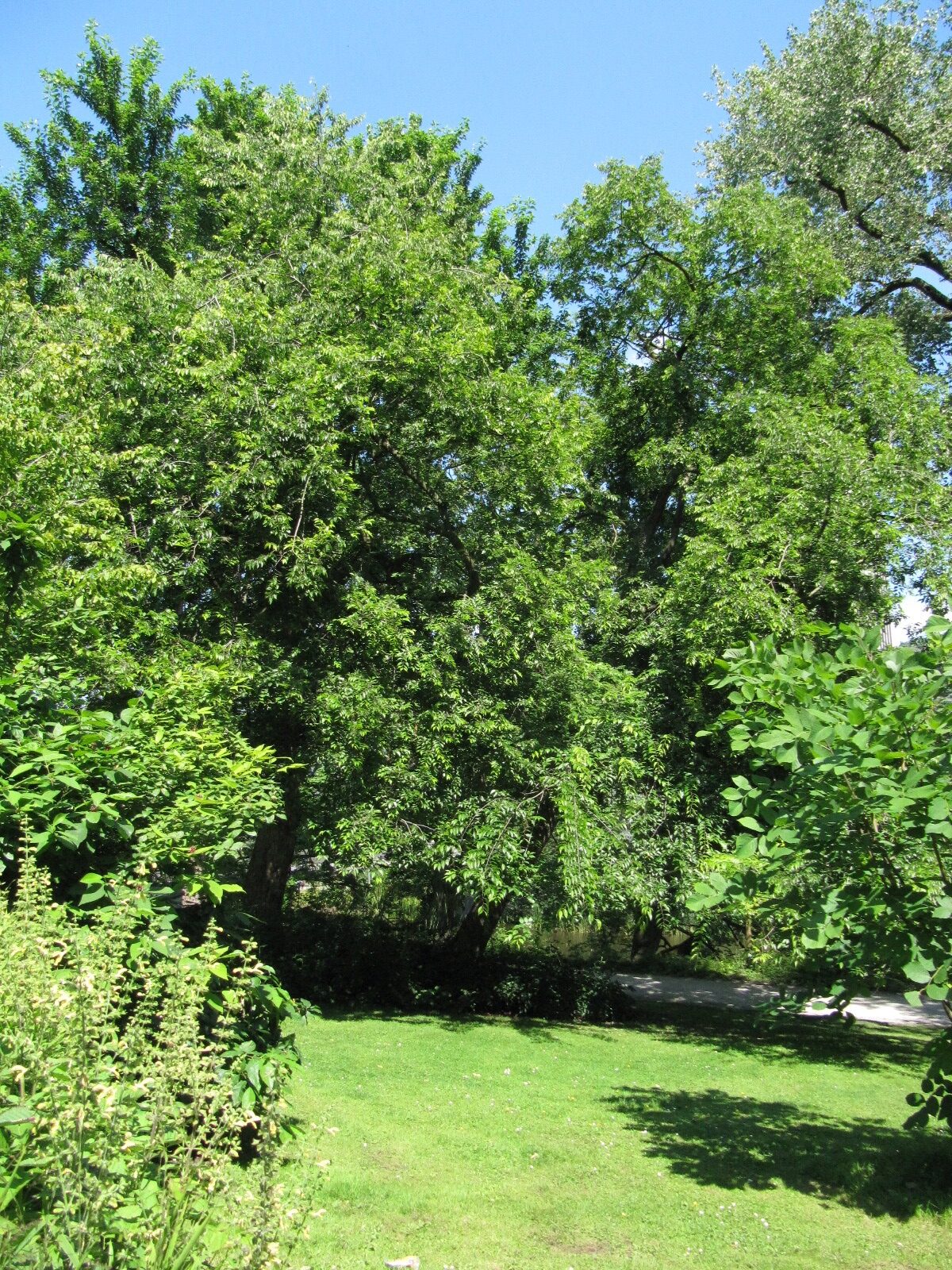 Celtis occidentalis