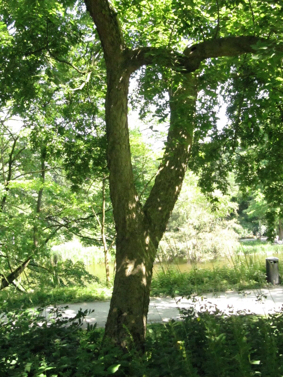 Celtis occidentalis - Alter Bot. Garten Hamburg - 2024