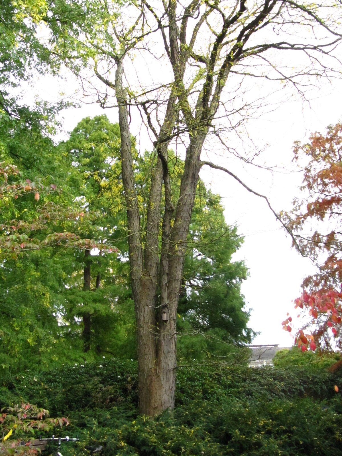 Gleditsia triacanthos