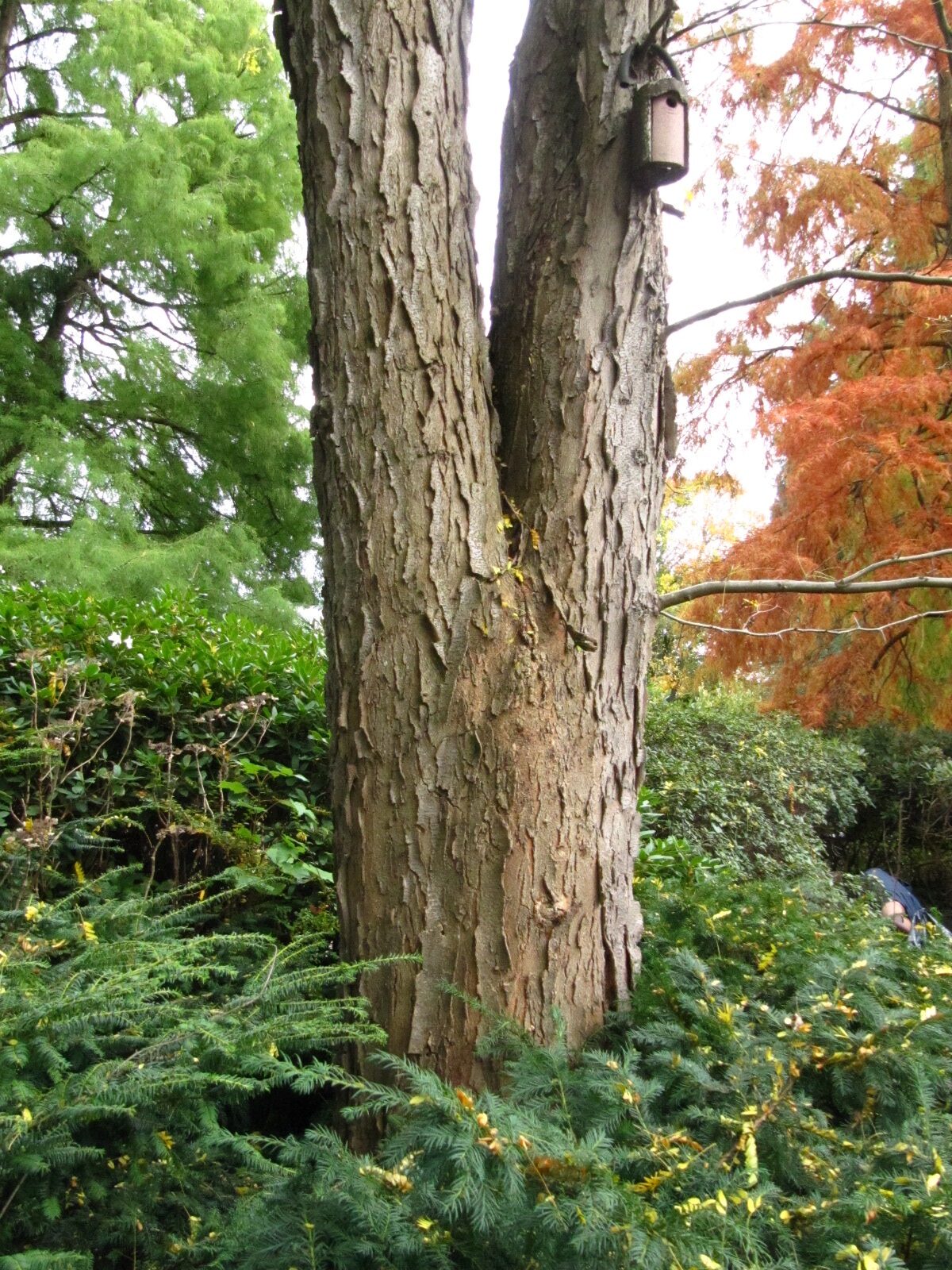 Gleditsia triacanthos - Alter Bot. Garten Hamburg - 2024