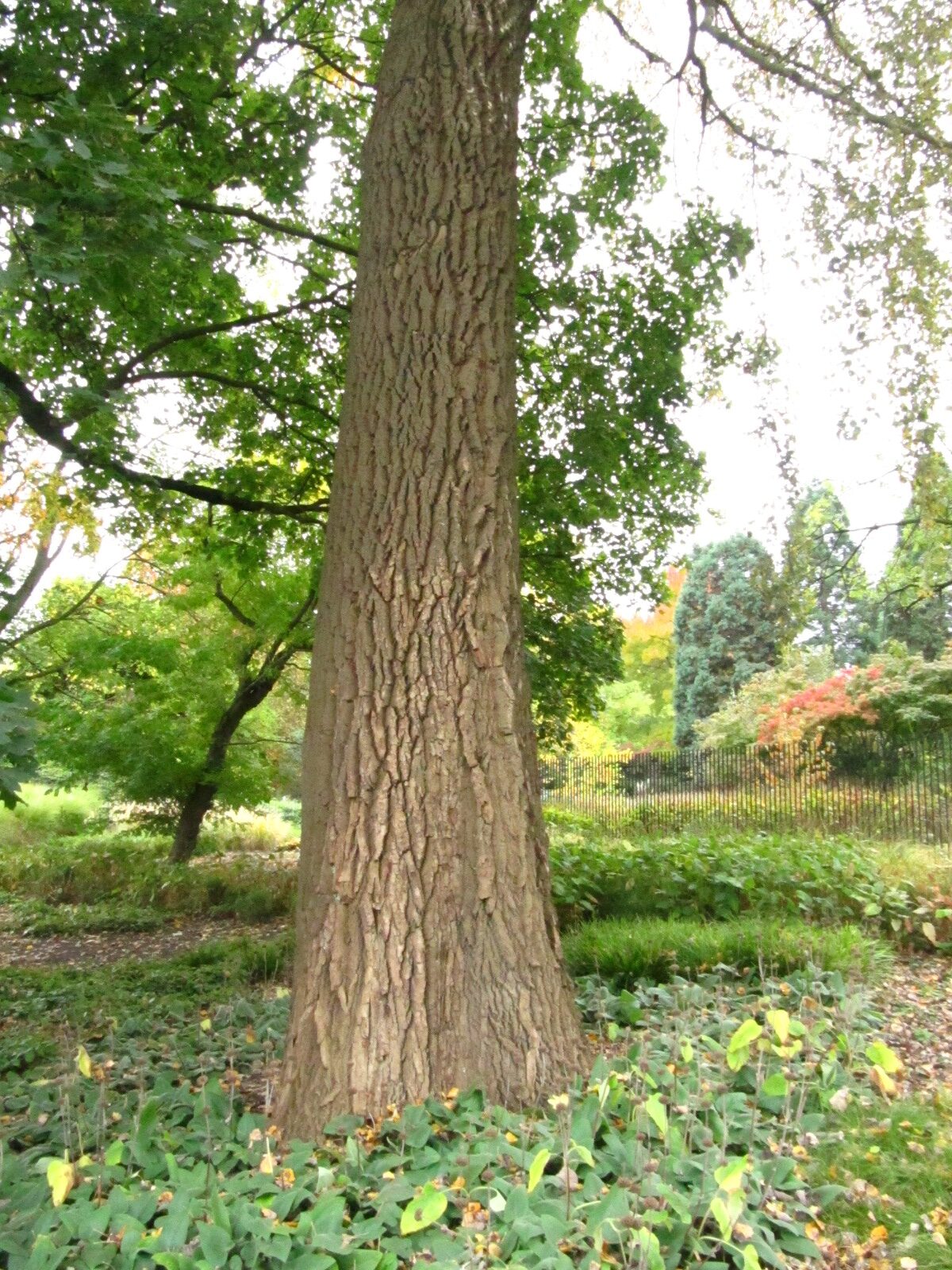 × canescens Populus