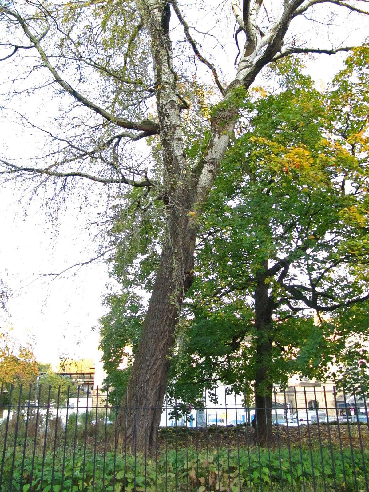 Populus × canescens - Hamburg, Alter Bot. Garten - Okt.2024