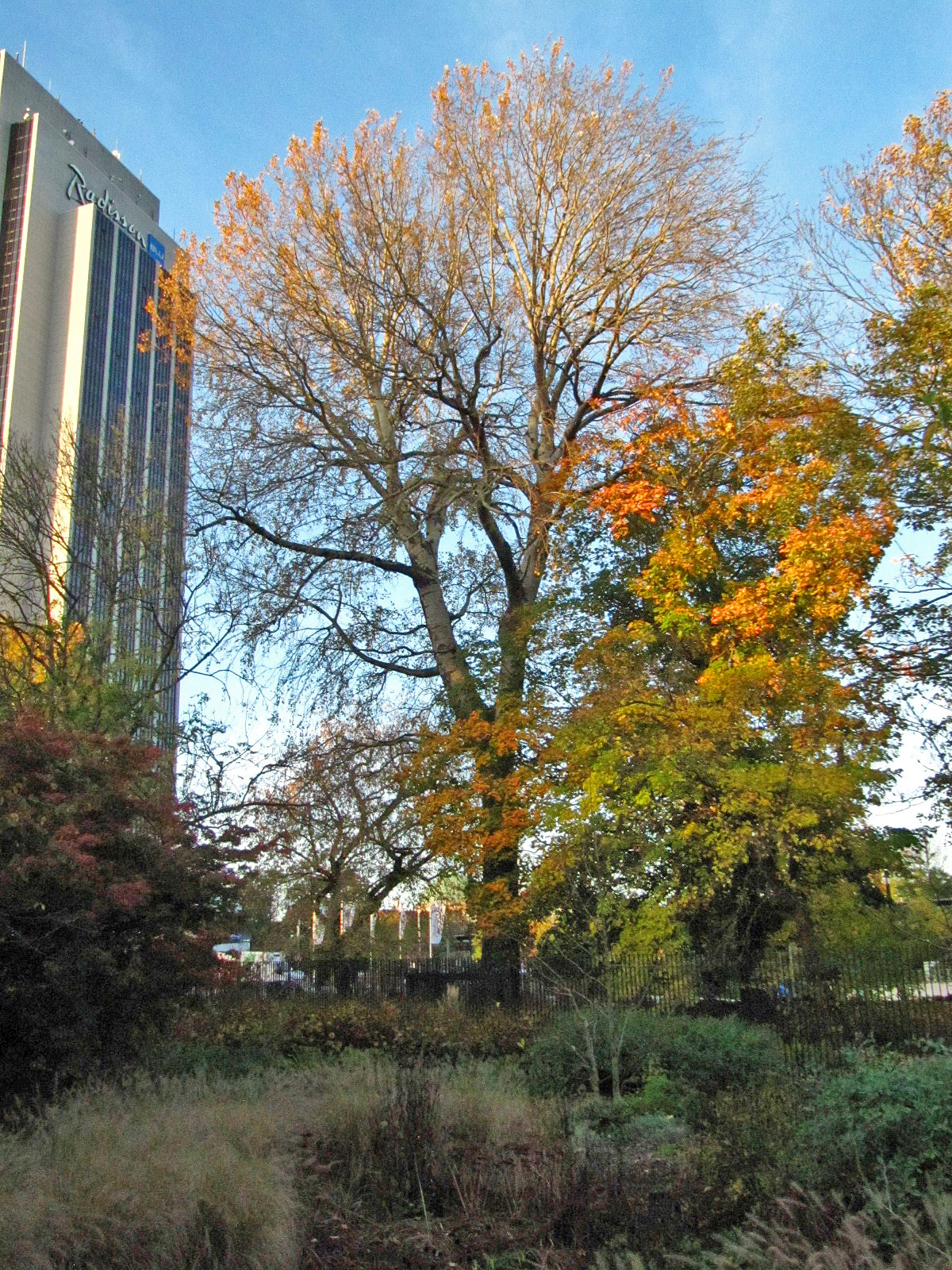 Populus × canescens - Hamburg, Alter Bot. Garten - Okt.2024