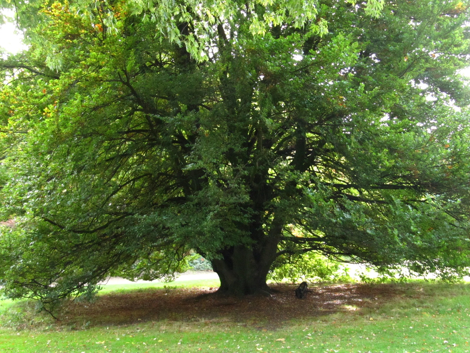 'Rotundifolia' Fagus sylvatica