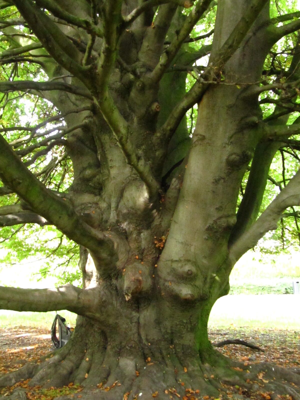 Fagus sylv. 'Rotundifolia' - Wallanlagen Hamburg - Okt. 2024