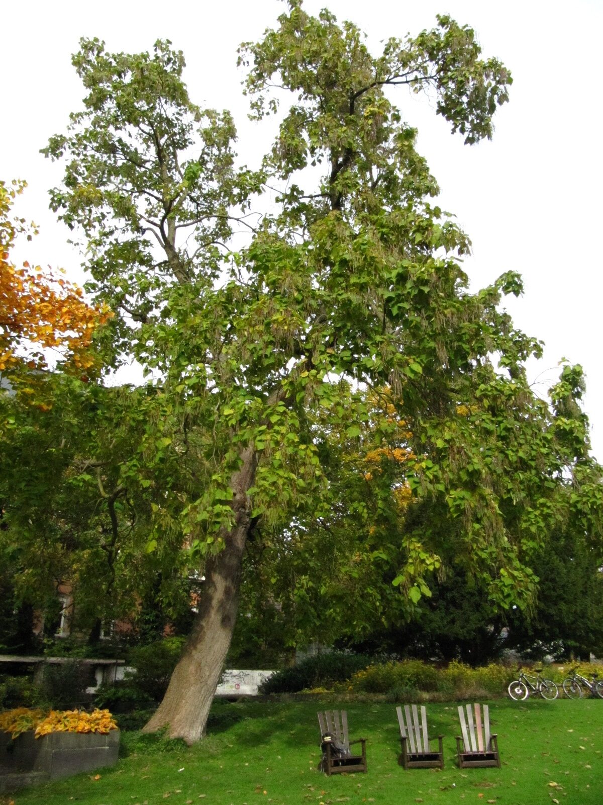 Catalpa speciosa