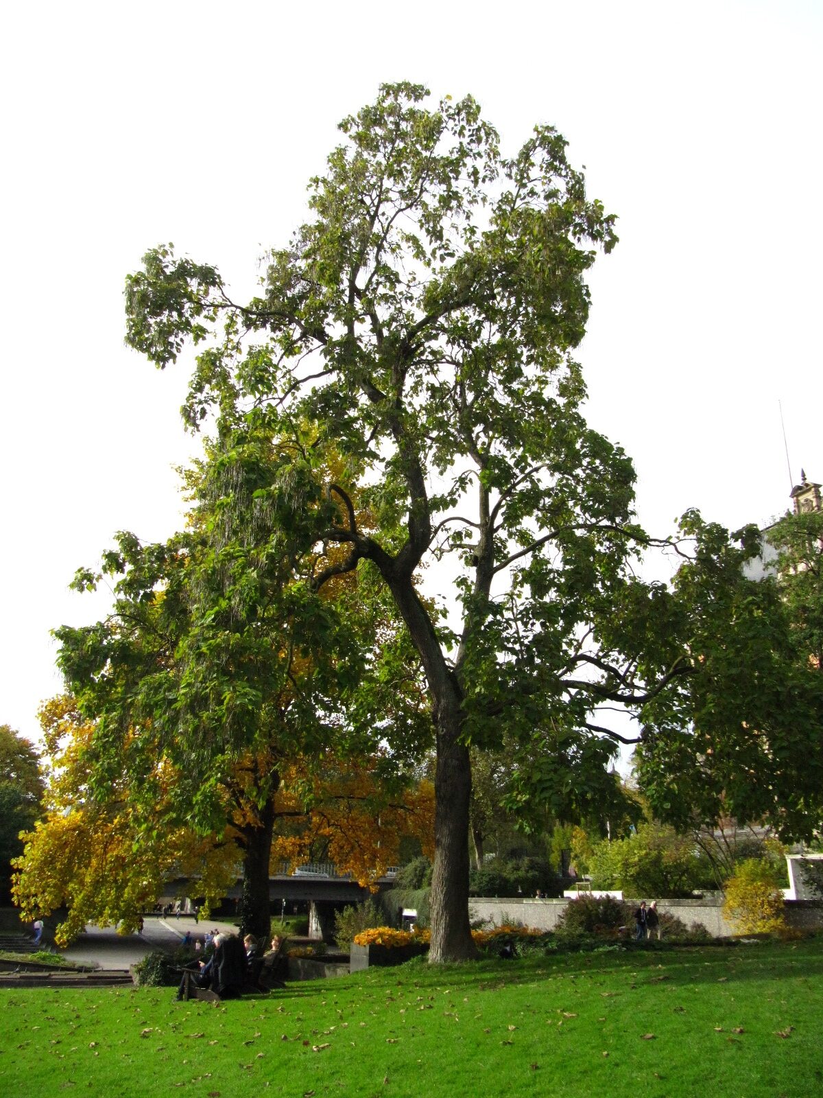 Catalpa speciosa - Wallanlagen Hamburg - Okt. 2024