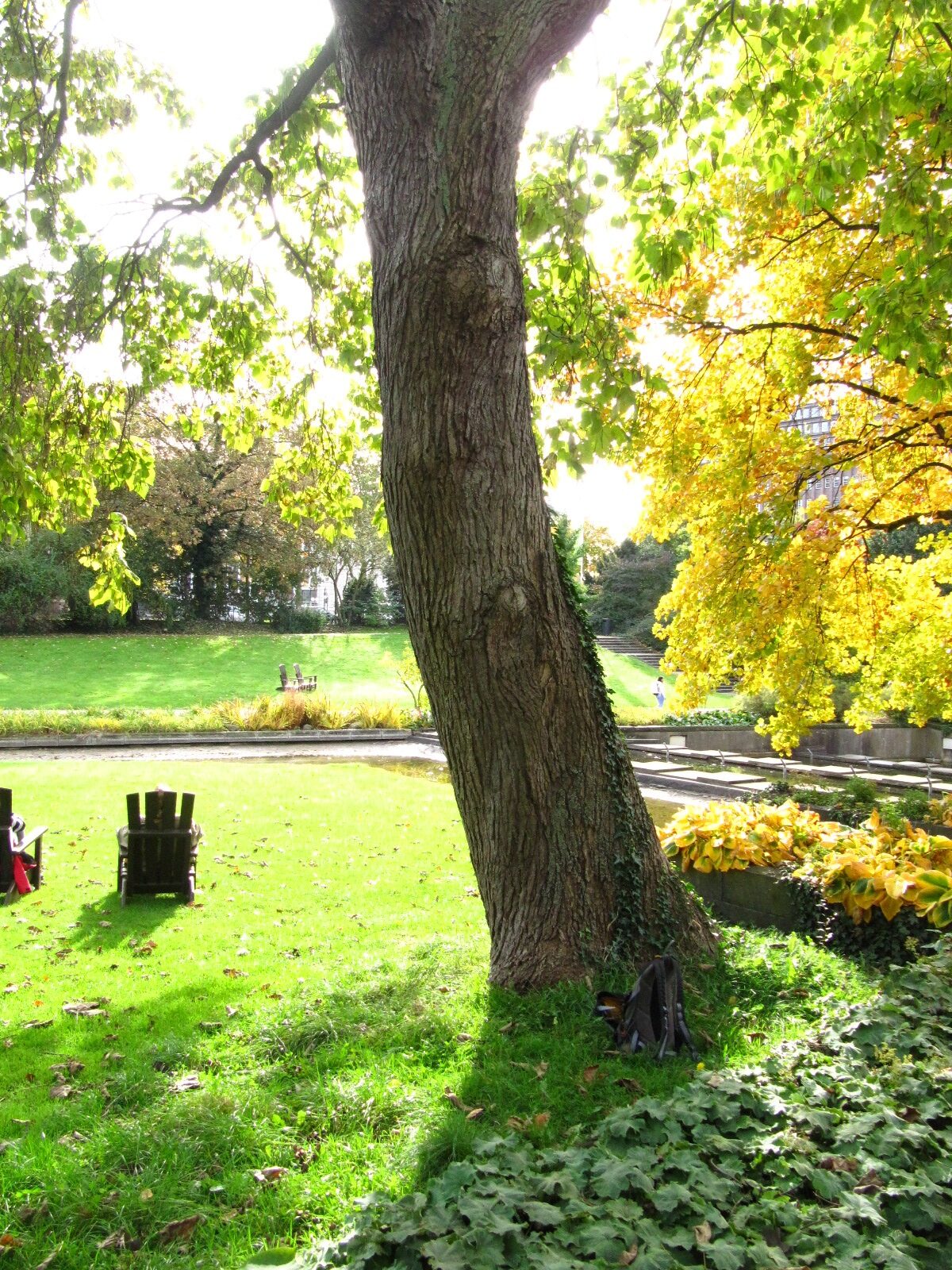 Catalpa speciosa - Wallanlagen Hamburg - Okt. 2024