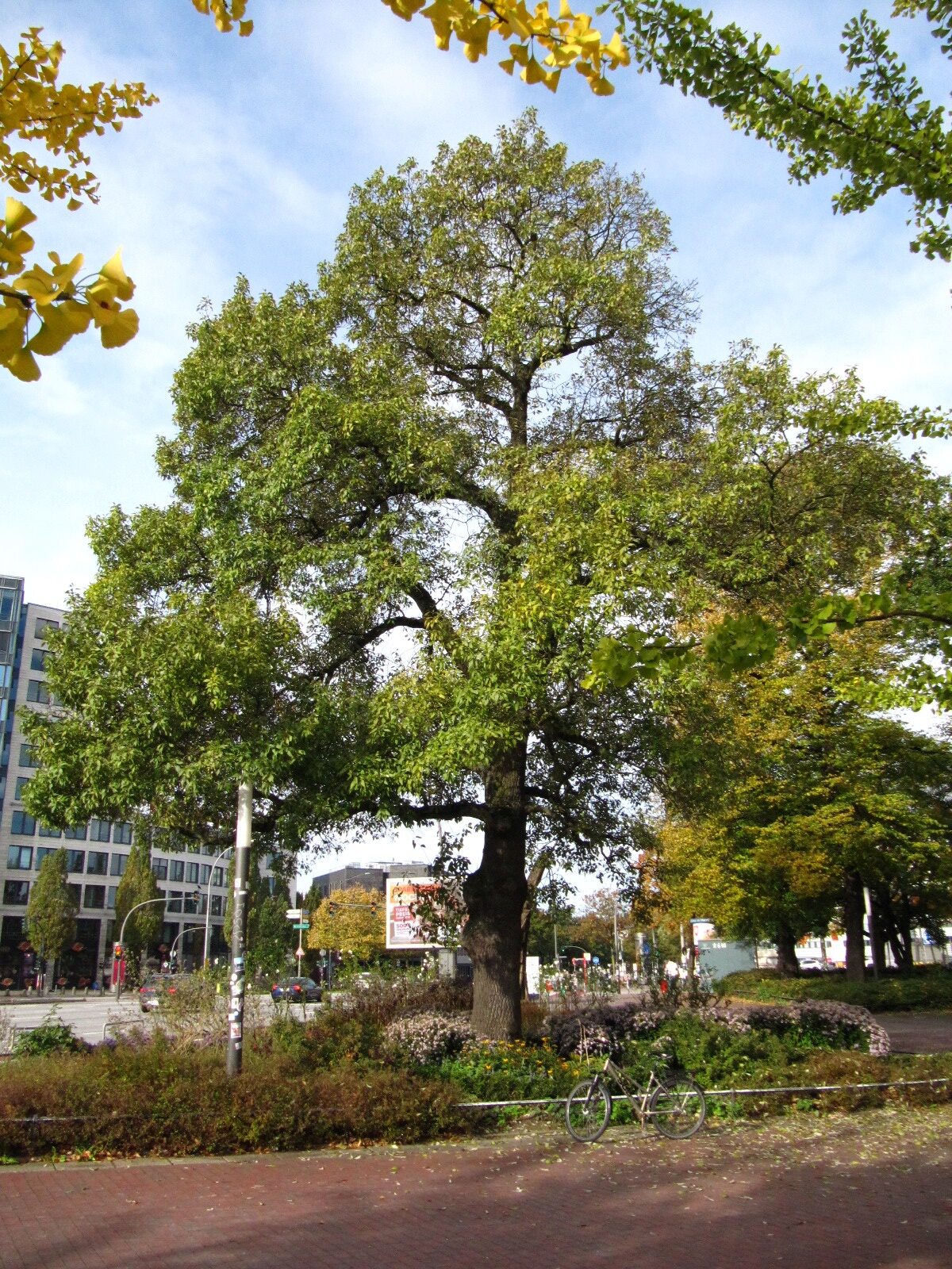 'Diversifolia' excelsior Fraxinus