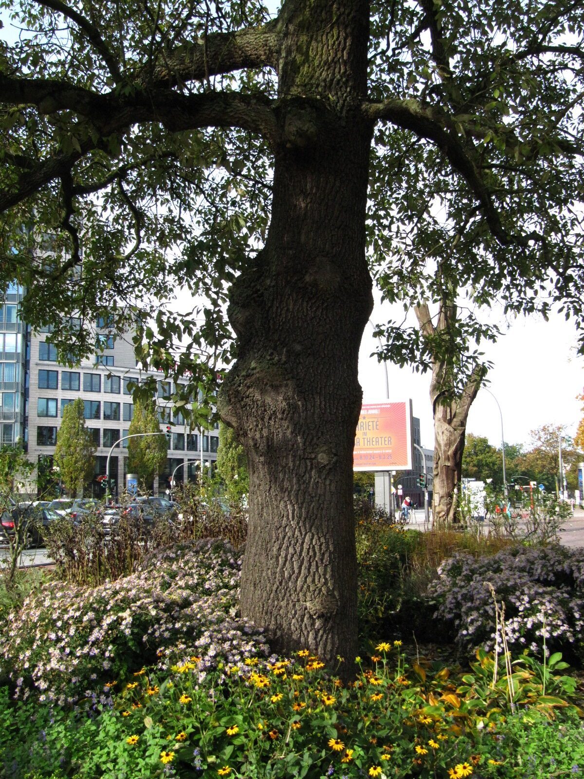 Fraxinus excelsior 'Diversifolia' - Hamburg - Okt. 2024