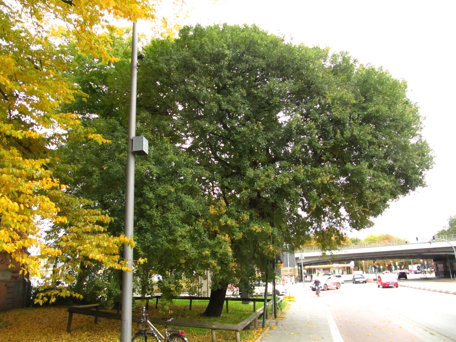 Acer monspessulanum